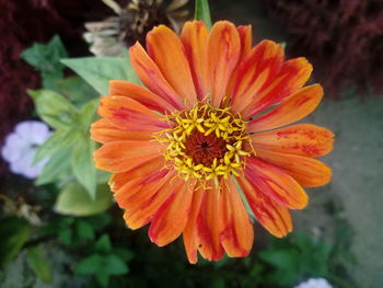 Close-up of orange flower blooming outdoors