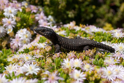 Lizard on flowers, western cape, south africa