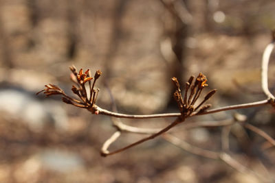 Close-up of wilted plant