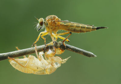 Close-up of insect on leaf