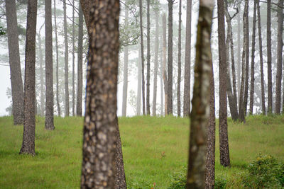 Trees in forest