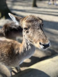 Close-up of deer