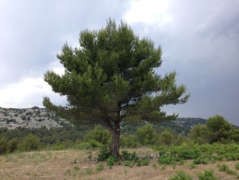 Tree on field against sky