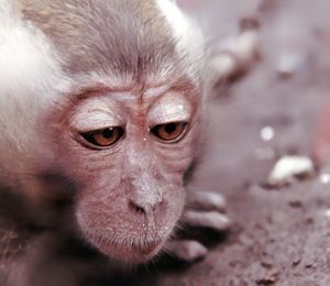 Close-up of monkey on footpath