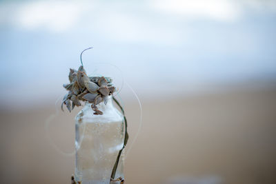 Close-up of glass jar on table