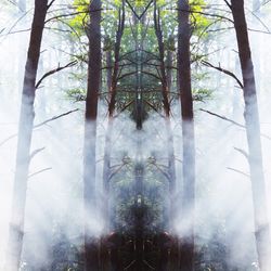 Close-up of trees in forest against sky