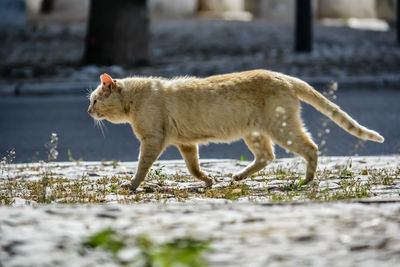 Side view of a cat walking on land