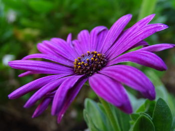 Macro shot of an african daisy. 