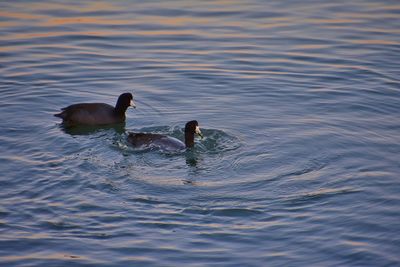 Ducks swimming in lake