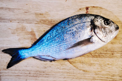 High angle view of dead fish on table