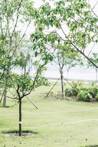 Trees on field