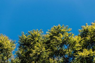 Low angle view of trees against blue sky