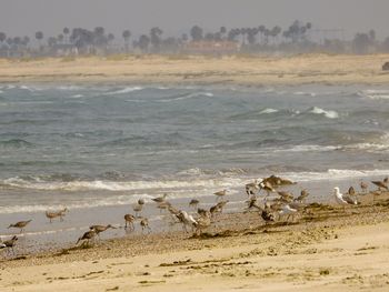 Flock of birds on beach