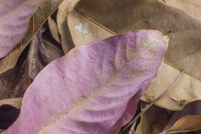 Close-up of dry leaves