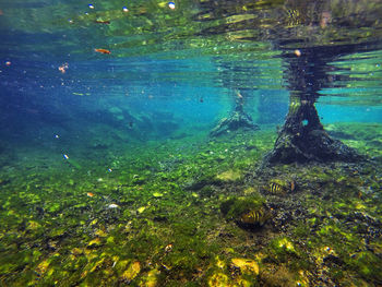 Reflection of trees in water