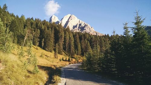 Panoramic shot of trees on landscape against blue sky