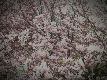 Pink flowers growing on tree