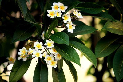 Close-up of white flowers