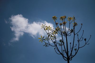 Low angle view of flowers blooming on tree against sky