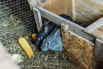 Two gray young rabbits crawl out of their house and eat corn. rabbit breeding. 