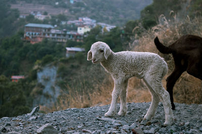 Full length of lamb