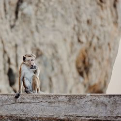 Monkey sitting on retaining wall