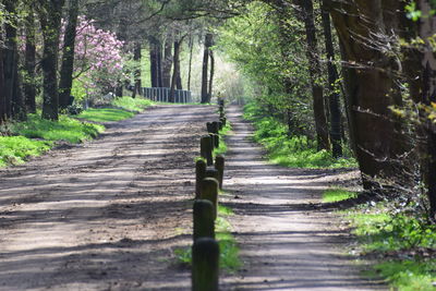 Surface level of footpath amidst trees in forest