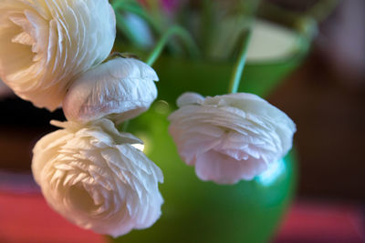 Close-up of white flower