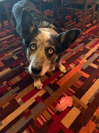 High angle portrait of dog standing on carpet at home