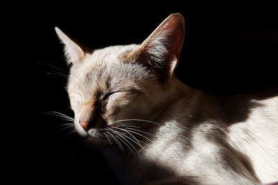 Close-up of cat against black background