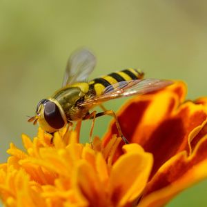 Close-up of bee pollinating on yellow flower