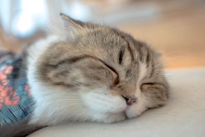 Close-up of cat sleeping