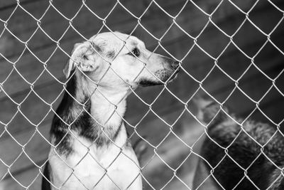 Close-up of horse looking through chainlink fence