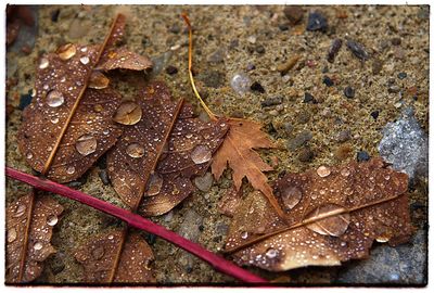 High angle view of maple leaves during autumn