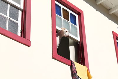 Low angle view dog standing on window