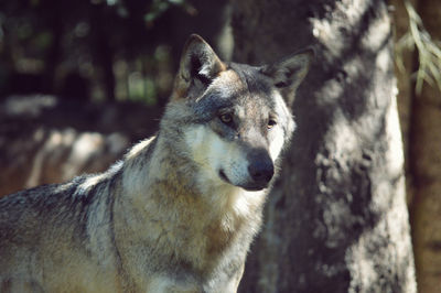 Close-up portrait of dog