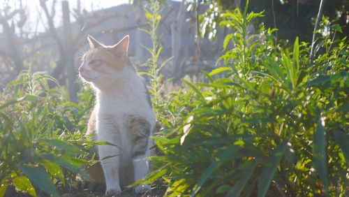 Cat sitting on tree