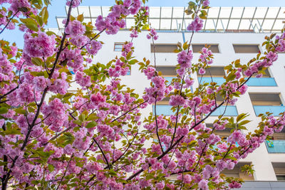 Low angle view of pink flowering tree