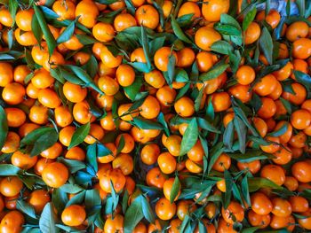 Fresh and sweet mandarin oranges