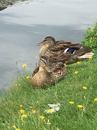 View of birds on grass