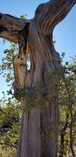 Low angle view of lizard on tree trunk