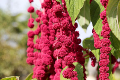 Close-up of pink flowering plants