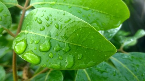 Close-up of raindrops on leaves