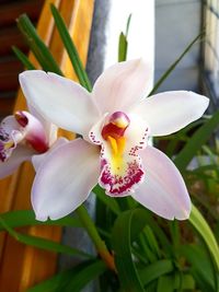 Close-up of white flowers blooming outdoors