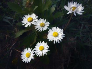 Close-up of white daisy flowers