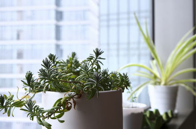 Close-up of potted plant against window