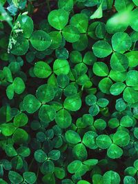 Full frame shot of raindrops on plants