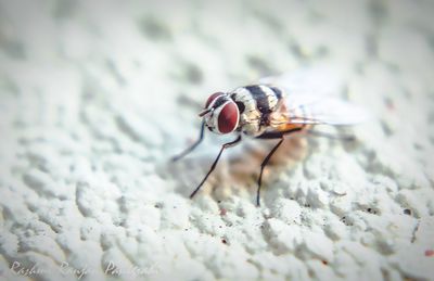 Close-up of fly