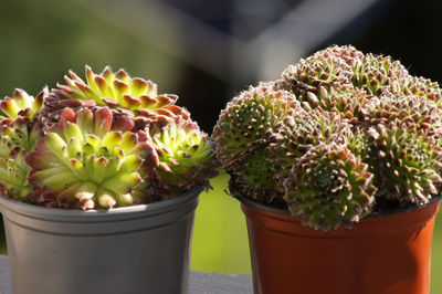 Close-up of succulent plants in pot