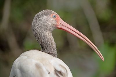 Close-up of a bird